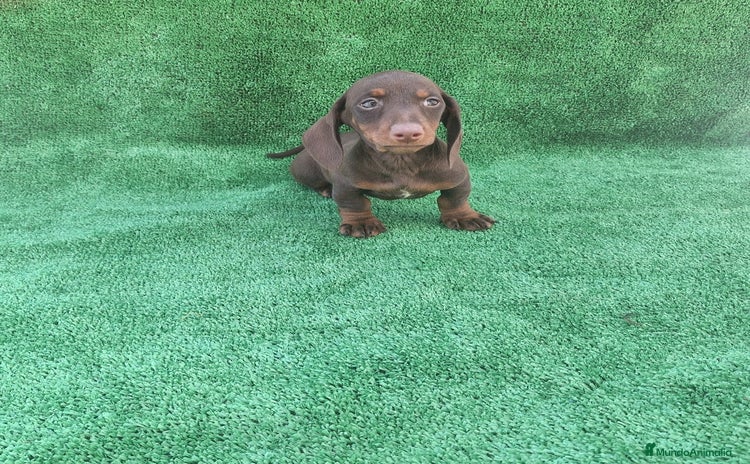 Teckel Miniatura perros TECKEL MINIATURA CHOCOLATE  - Anuncio 3