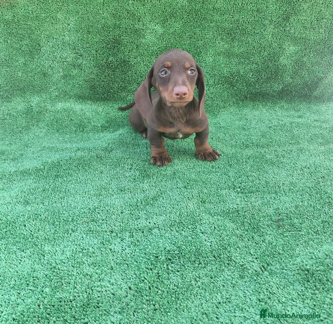 Teckel Miniatura perros en venta: TECKEL MINIATURA CHOCOLATE  - Anuncio 1