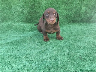 Teckel Miniatura perros TECKEL MINIATURA CHOCOLATE - Anuncio 1