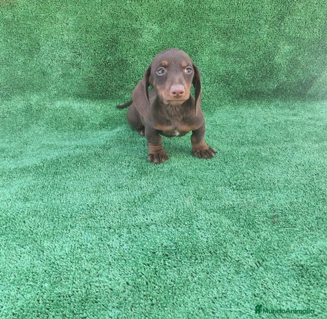 Teckel Miniatura perros TECKEL MINIATURA CHOCOLATE - Anuncio 7