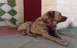 Mastín Español perros en venta: Cachorros de mastín español en Málaga - Imagen 7