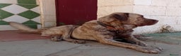 Mastín Español perros en venta: Cachorros de mastín español en Málaga - Anuncio 10