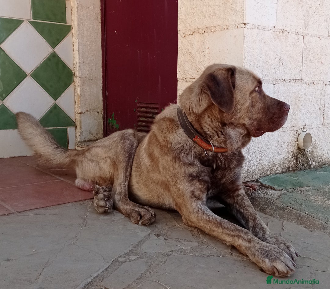 Mastín Español perros en venta: Cachorros de mastín español en Málaga - Imagen 7