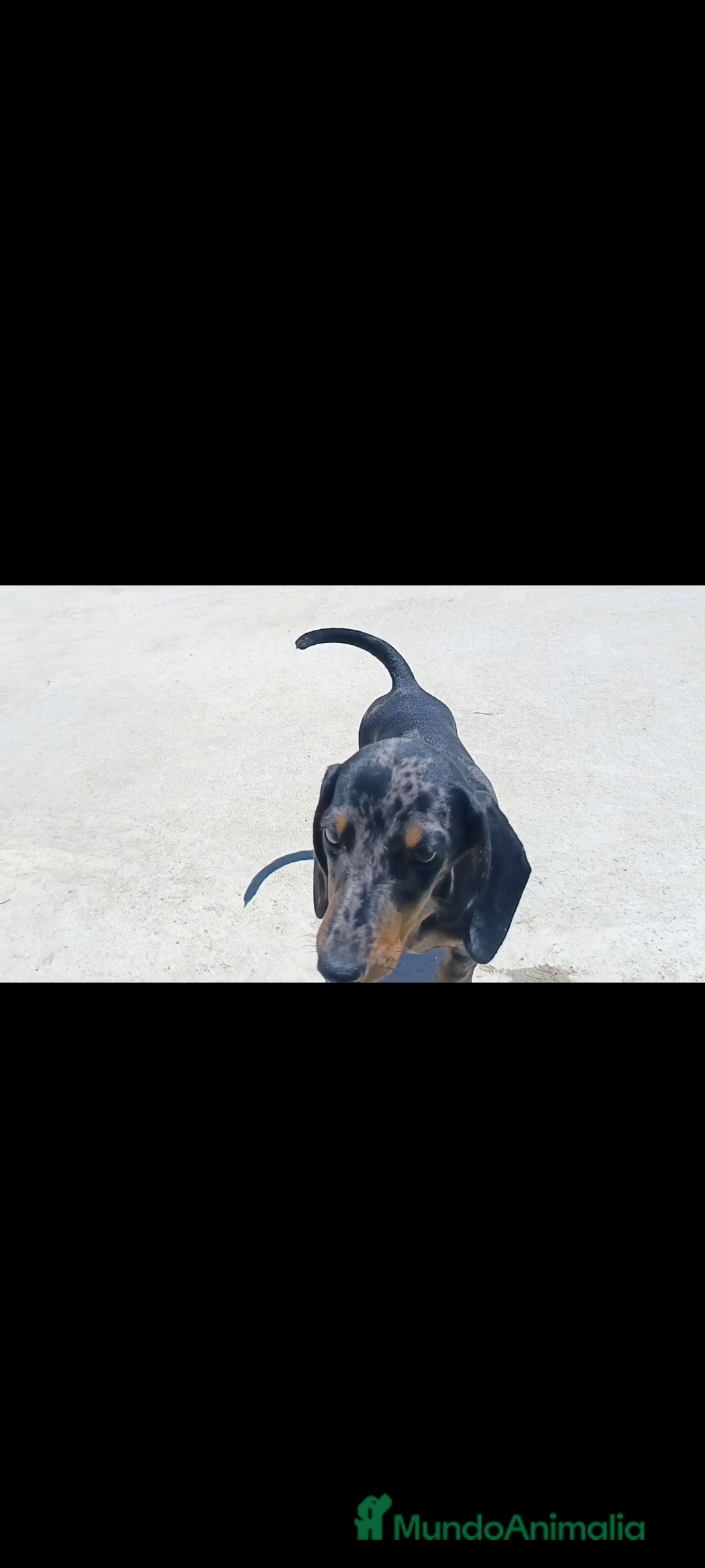 Teckel Miniatura perros en venta: Teckel miniatura - Imagen 2
