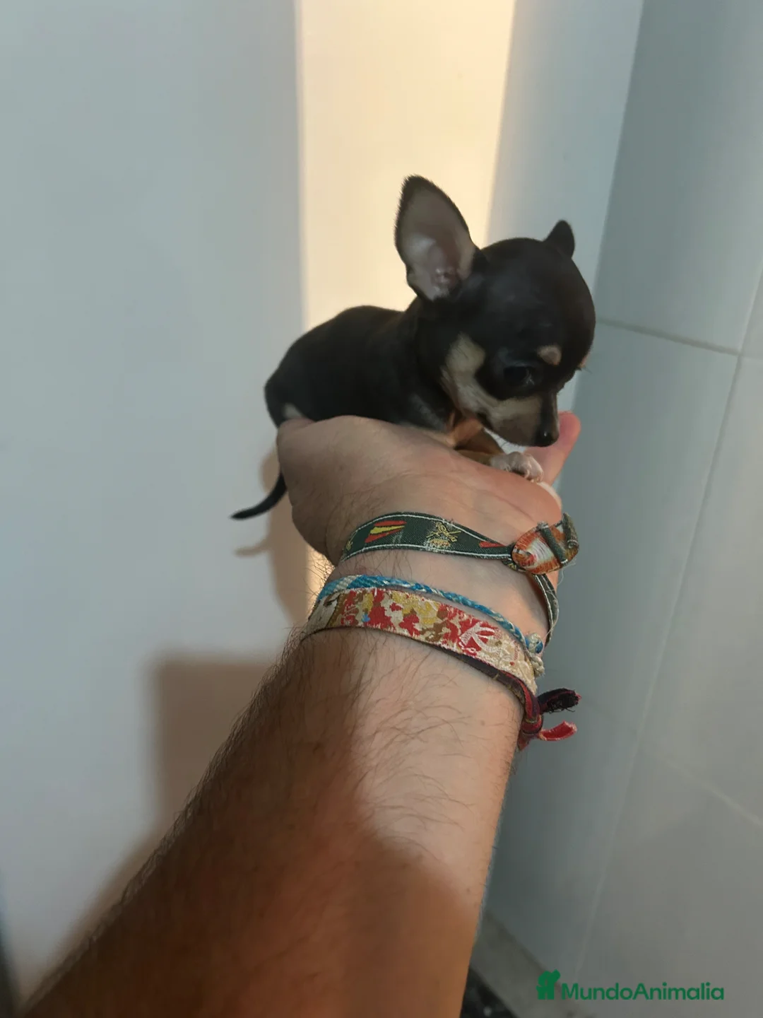 Chihuahua perros en venta: Chihuahuas Microscópicos Máxima Calidad - Anuncio 2