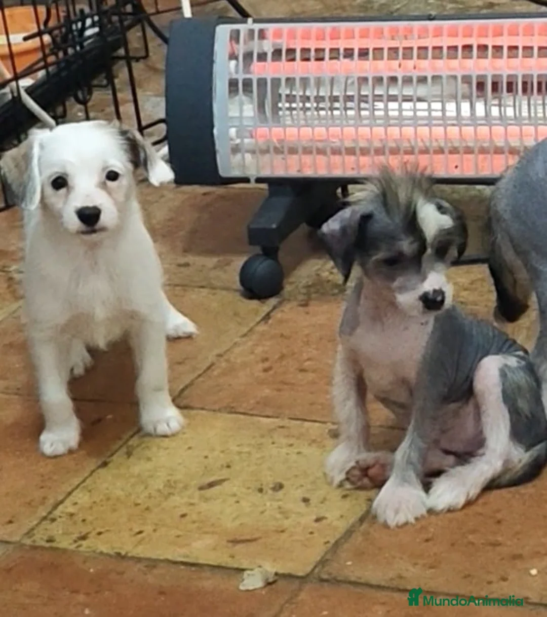 Perro Crestado Chino perros en venta: Crestado chino Powepuff  - Anuncio 2