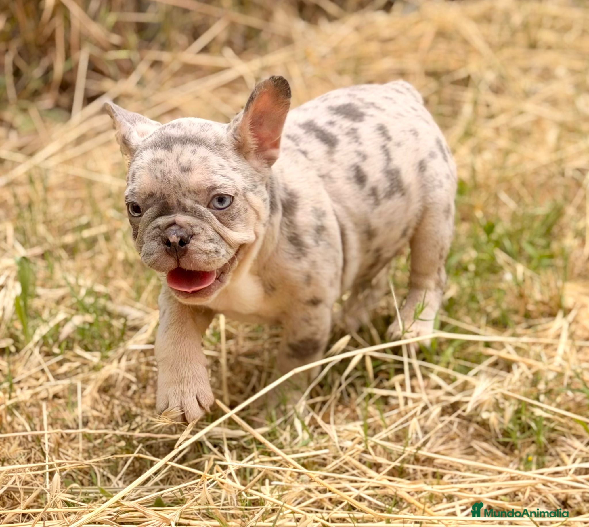 Bulldog Francés perros en venta: Bulldog Merle ojos azules  - Anuncio 6