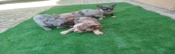 Chihuahua perros en venta: Chihuahuas línea rusa colores exóticos  en Málaga - Anuncio 3