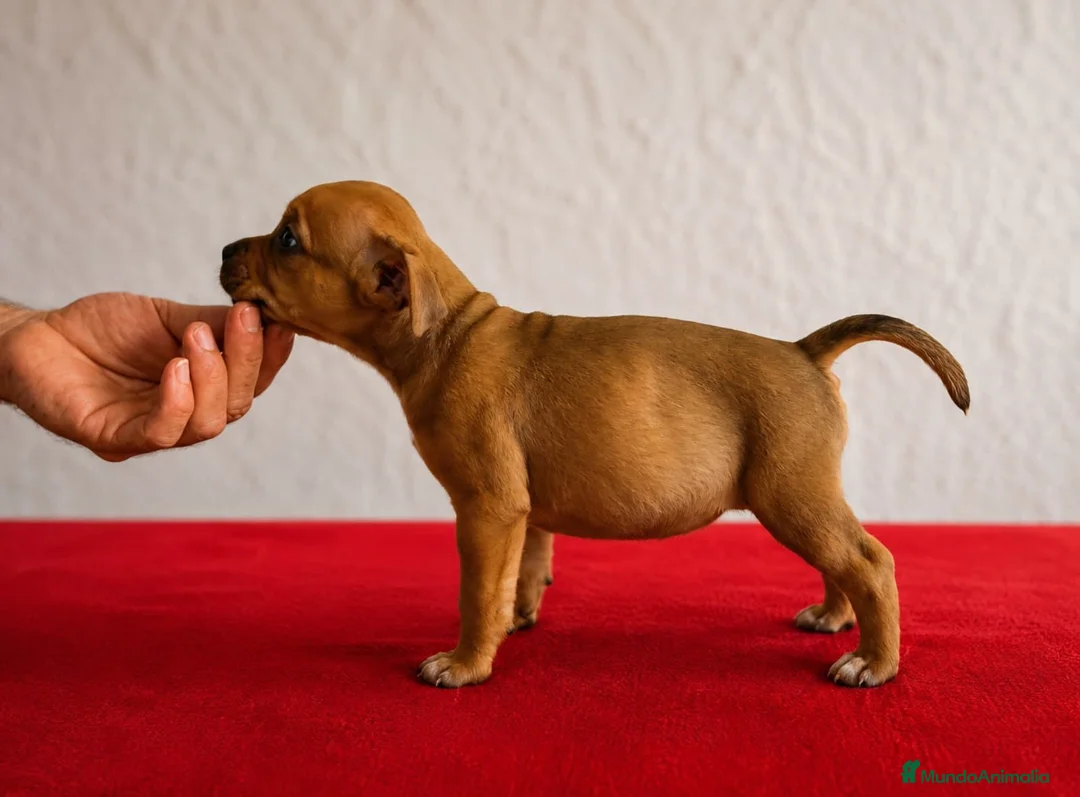 Staffordshire Bull Terrier perros en venta: Staffordshire Bull Terrier   - Anuncio 2