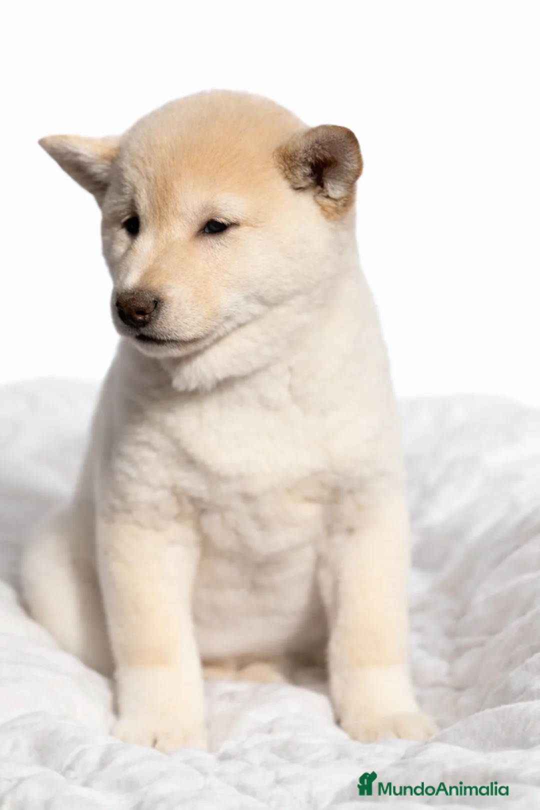 Shiba Inu perros en venta: Shiba Inu Blanca  - Anuncio 1