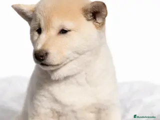 Shiba Inu perros Shiba Inu Blanca - Anuncio 1