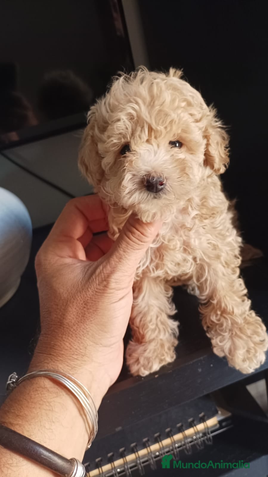 Caniche Toy perros Ultimas 2 hembras de caniche toy apricot!! - Anuncio 11