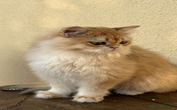 Británico de Pelo Largo gatos en venta: Precioso gatito Británico  - Imagen 5
