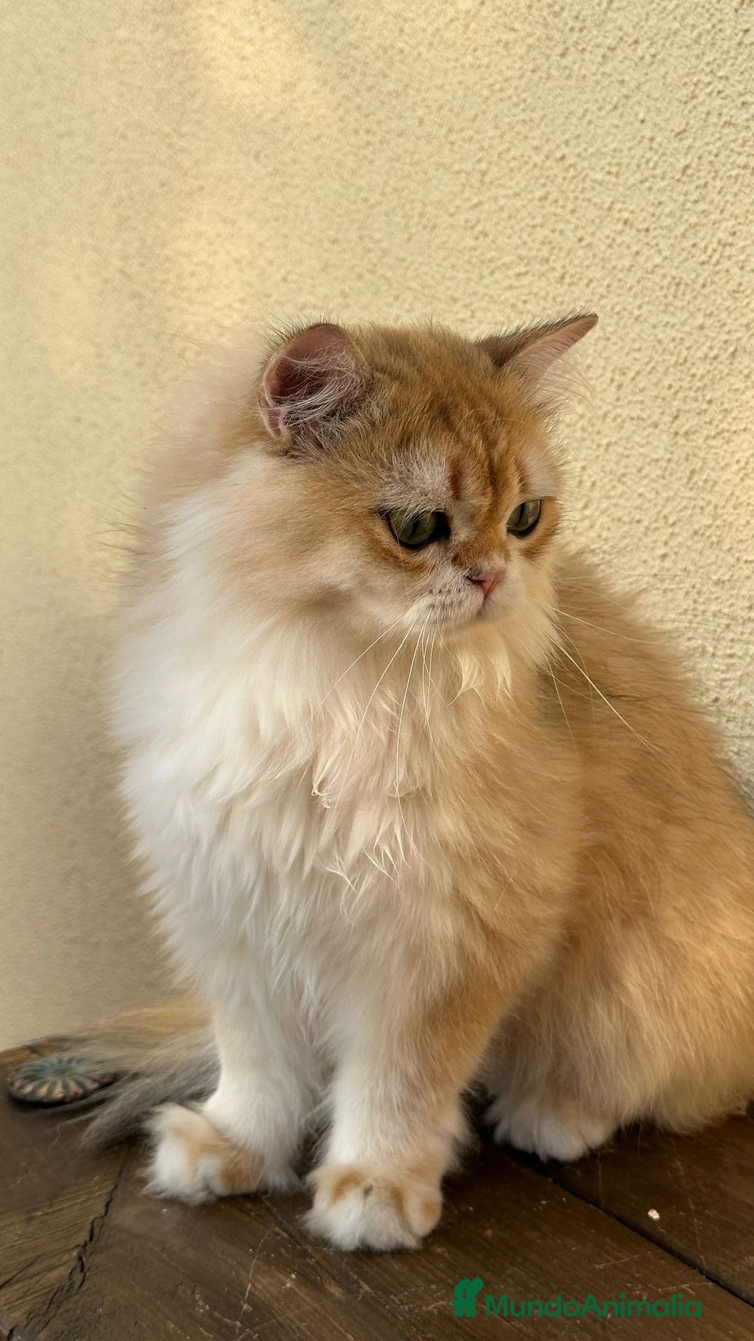 Británico de Pelo Largo gatos en venta: Precioso gatito Británico  - Imagen 5