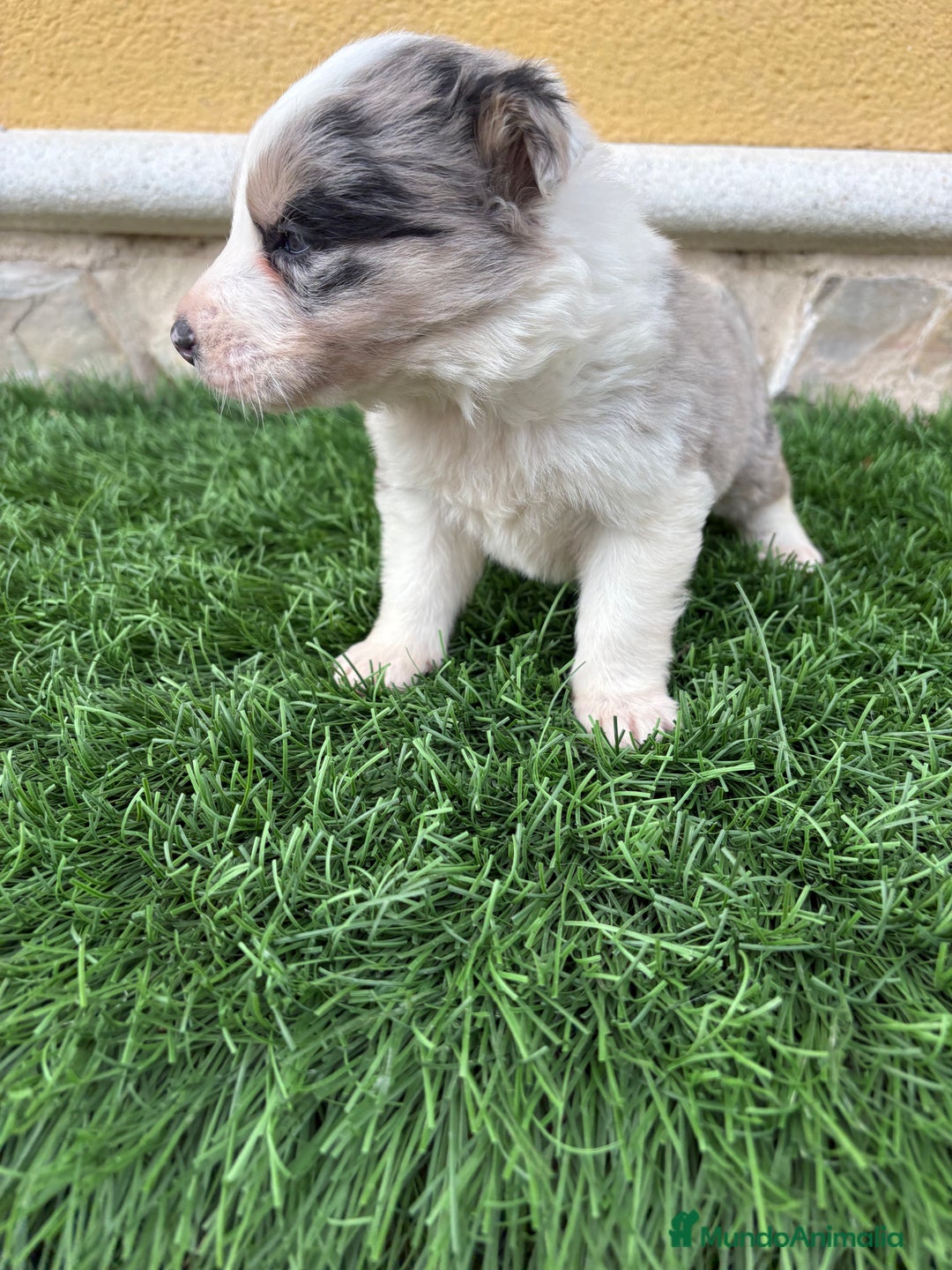 Border Collie perros en venta: Border Collie macho Merle precioso - Anuncio 2