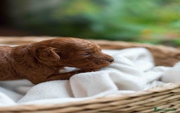 Caniche Toy perros en venta: Caniche toy rojo intenso - Anuncio 6