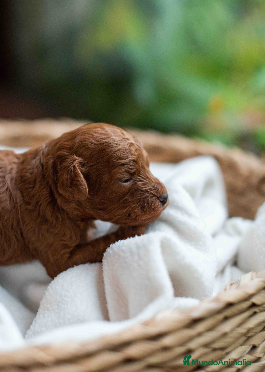 Caniche Toy perros en venta: Caniche toy rojo intenso - Anuncio 6