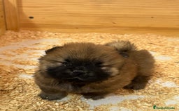 Chow Chow perros en venta: Chow chow Los Granadillos  - Imagen 3