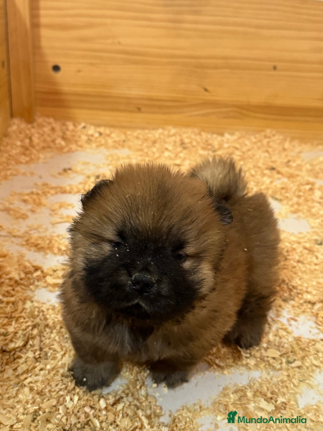 Chow Chow perros en venta: Chow chow Los Granadillos  - Imagen 3