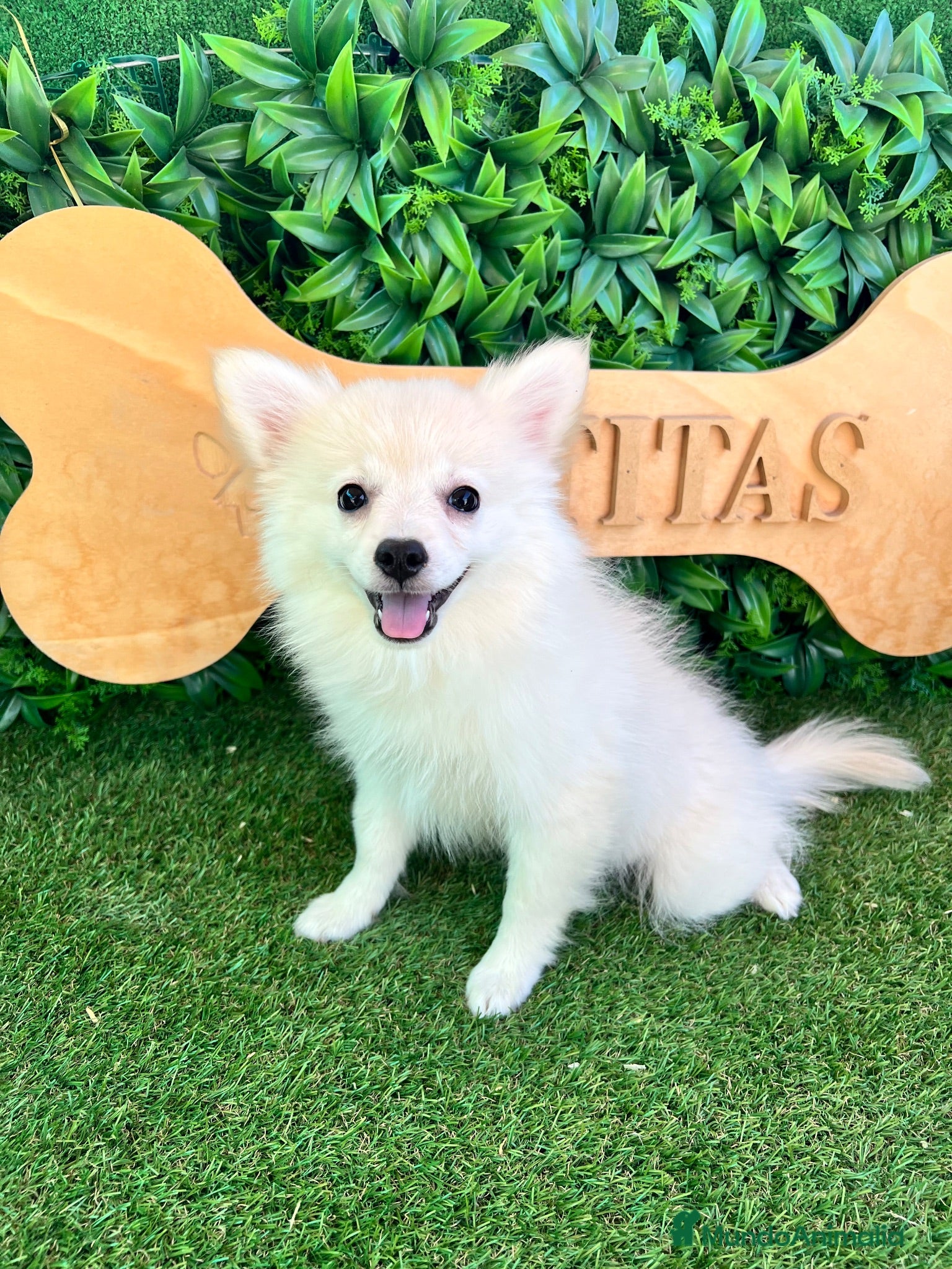Pomerania perros Pomerania blanco - Anuncio 2