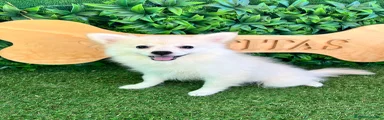 Pomerania 1