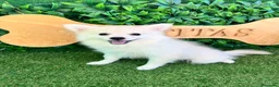 Pomerania perros en venta: Pomerania blanco - Anuncio 1