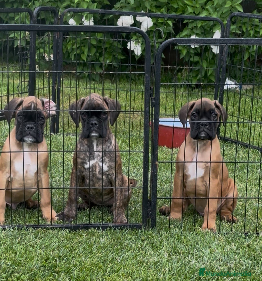 Boxer perros en venta: Preciosa camada de boxer  en Salamanca - Imagen 4