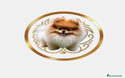 Maltipoo perros en venta: Maltipoo preciosos - Imagen 3