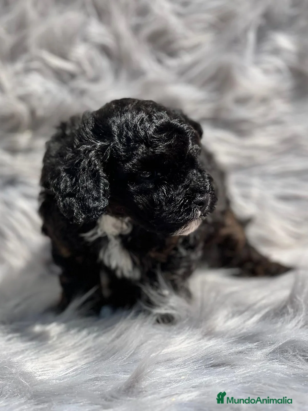 Caniche Toy perros en venta: CANICHE TOY NEGRO DISPONIBLE en Barcelona - Anuncio 8