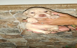 Labrador Retriever perros en venta: Labrador retriever  - Imagen 4