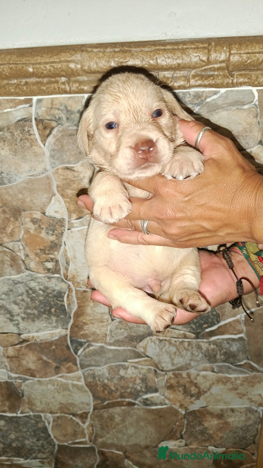 Labrador Retriever perros en venta: Labrador retriever  - Imagen 4