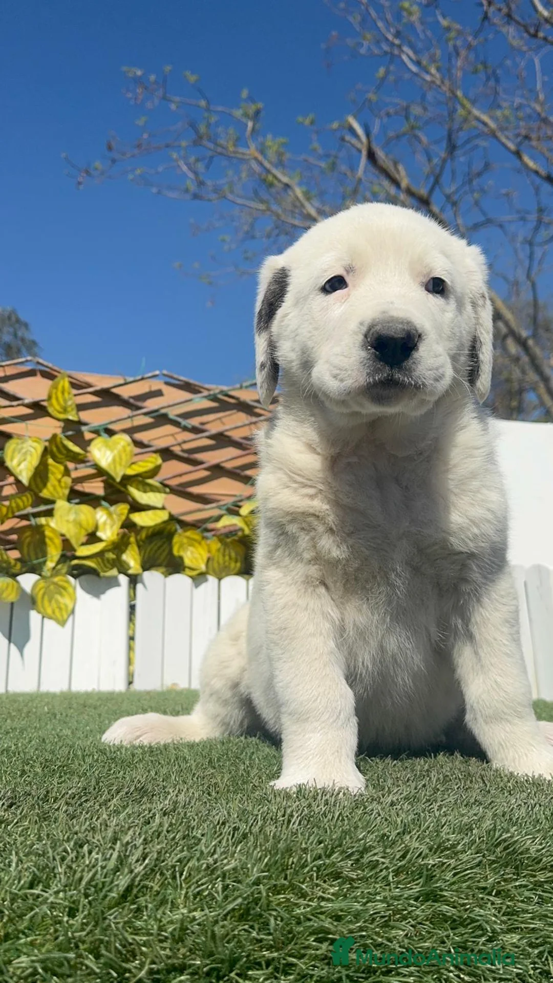 Mastín Español perros en venta: MASTIN HEMBRA - Anuncio 2
