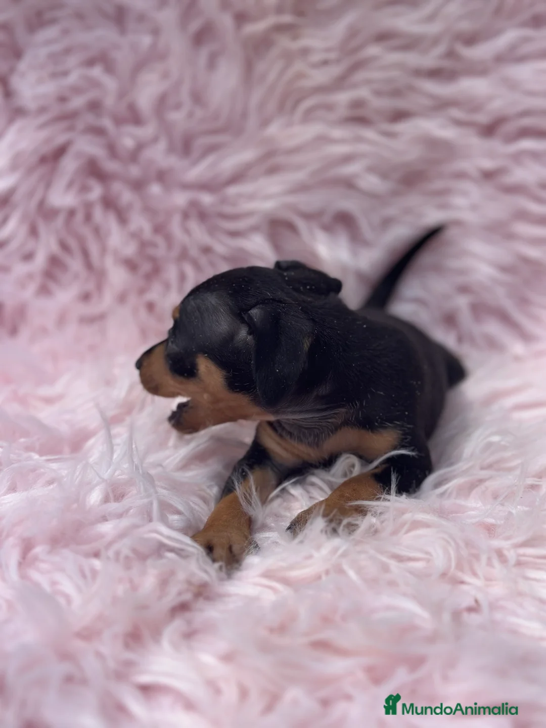 Pinscher Miniatura perros en venta: MINIPINSCHER DISPONIBLES - Anuncio 6