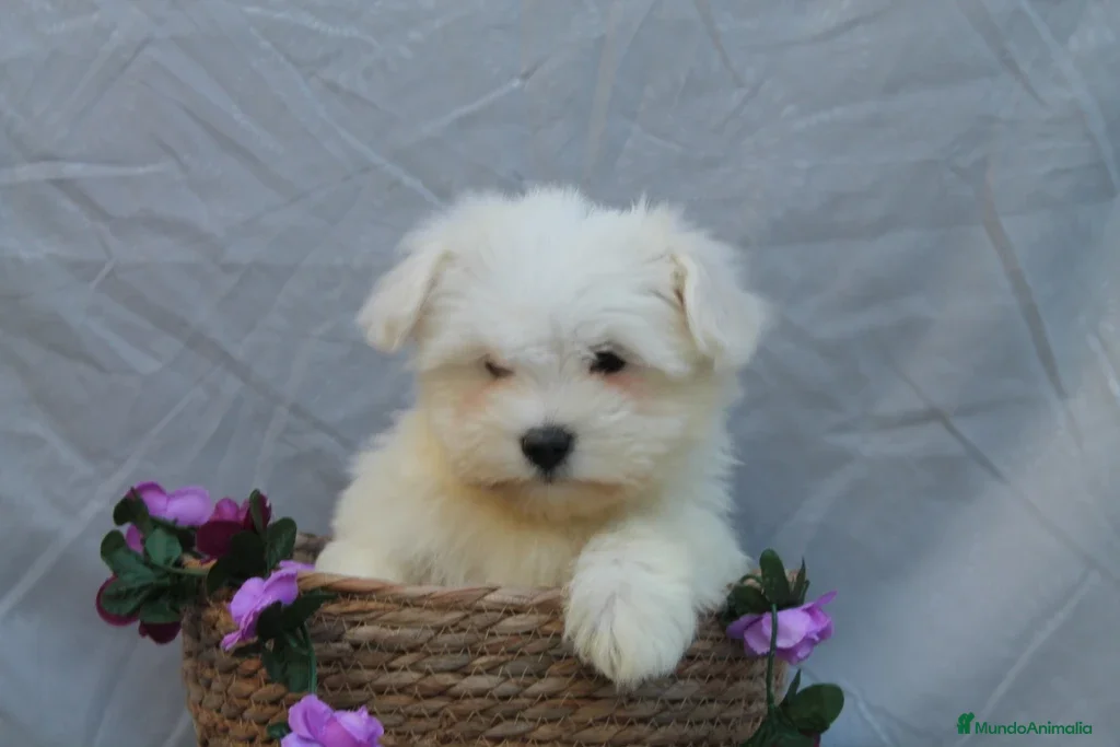 Bichón Maltés perros PRECIOSOS BICHON MALTES  LINEA TOY  - Anuncio 2