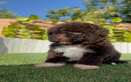 Perro de Agua Español perros en venta: PERRO DE AGUA ESPAÑOL HEMBRA - Imagen 4