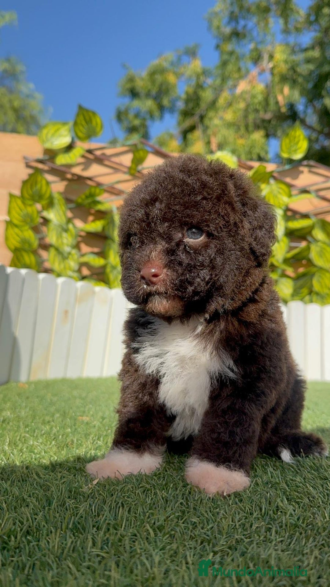 Perro de Agua Español perros en venta: PERRO DE AGUA ESPAÑOL HEMBRA - Imagen 4