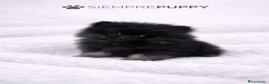 Pomerania Cachorro 1