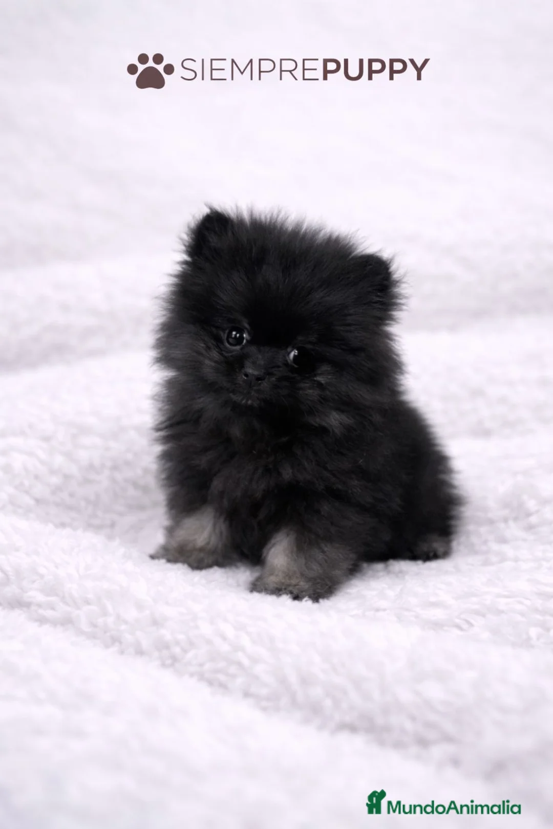 Pomerania perros en venta: POMERANIA TOY - Anuncio 1