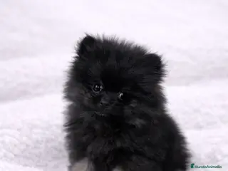 Pomerania perros POMERANIA TOY - Anuncio 1