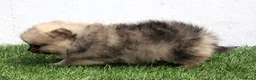 Pomerania perros en venta: Pomerania  - Anuncio 13