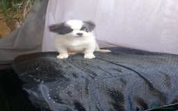 Chihuahua perros en venta: Último chihuahua de pelo largo toy - Imagen 1