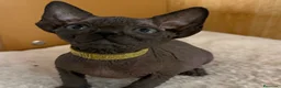 Sphynx gatos en venta: Sphynx  - Anuncio 1
