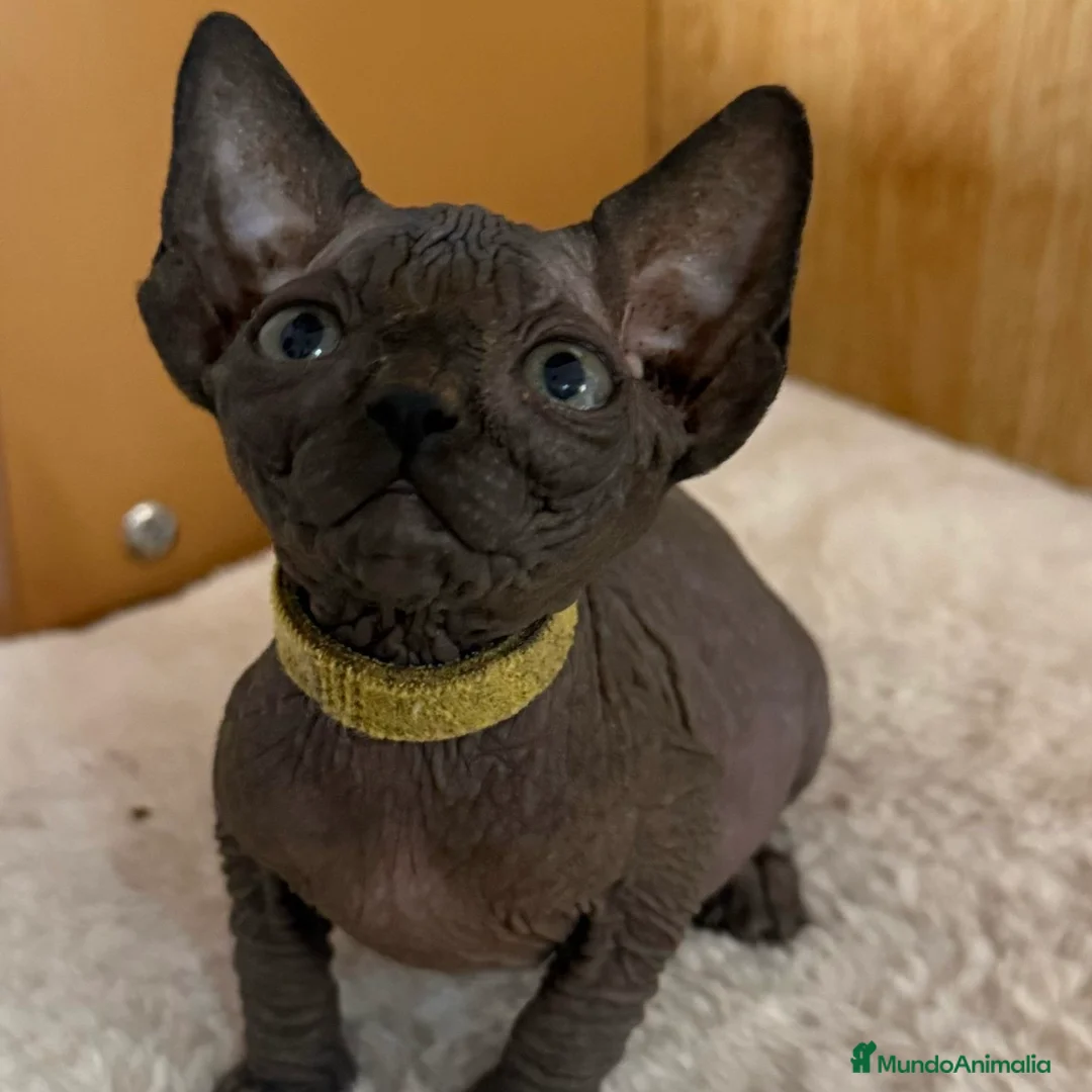 Sphynx gatos en venta: Sphynx  - Anuncio 1