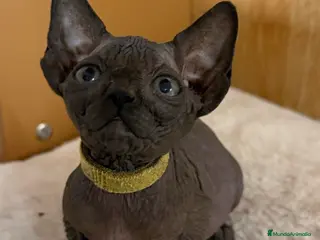 Sphynx gatos Sphynx - Anuncio 1