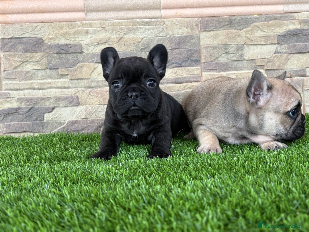 Bulldog Francés perros en venta: Cachorros de bulldog  - Anuncio 10