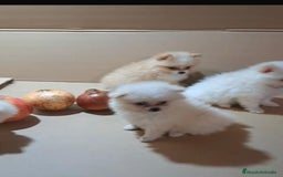 Pomerania perros en venta: Lulu pomerania mini toy  - Imagen 3