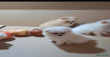 Pomerania perros - Anuncio 10