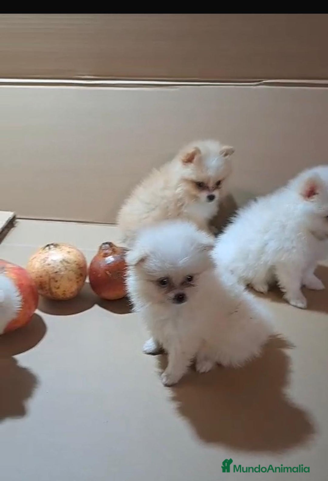 Pomerania perros en venta: Lulu pomerania mini toy  - Imagen 3
