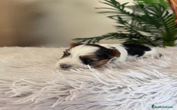 Yorkshire Terrier perros en venta: YORKSHIRE BIEWER HEMBRA - Anuncio 4