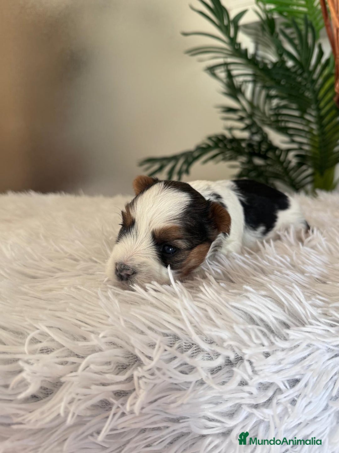 Yorkshire Terrier perros en venta: YORKSHIRE BIEWER HEMBRA - Anuncio 4